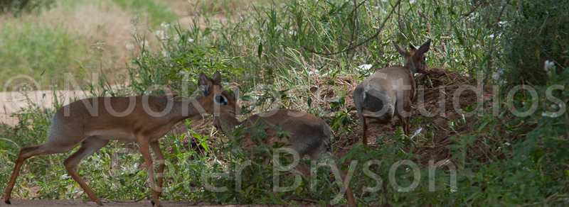 African Antelope  01